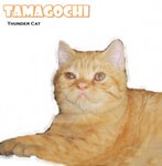 Tamagochi - British Shorthair Cat