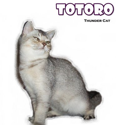 Totoro (Silver Shaded) - British Shorthair Cat