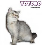 Totoro (Silver Shaded) - British Shorthair Cat