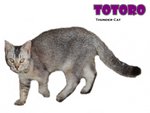 Totoro (Silver Shaded) - British Shorthair Cat