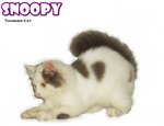 Snoopy - Ragamuffin Cat