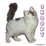 Snoopy - Ragamuffin Cat