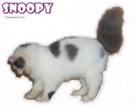 Snoopy - Ragamuffin Cat