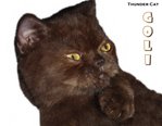 Goli (Chocolate Color) - Exotic Shorthair Cat