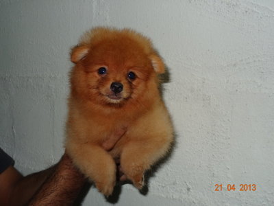 orange pomeranian puppies pomeranian puppy sold 5 years 2 months quality orange pomeranian with mka from orange pomeranian puppies pomeranian puppy sold 5 years 2 months quality orange pomeranian with mka from