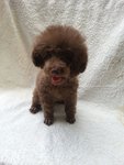 Taiwan Tcup Silver Beige With Mka - Poodle Dog