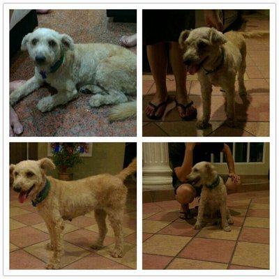 Brown Dog With Green Collar - Poodle Mix Dog