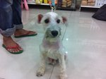 White Schnauzer For Adoption - Schnauzer Dog