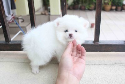 2 month pomeranian pomeranian puppy sold 2 months imported white pomeranian puppy from subang jaya 2 month pomeranian pomeranian puppy sold 2 months imported white pomeranian puppy from subang jaya