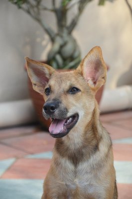 Pandora - German Shepherd Dog Dog