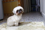 Vnee (Winnie) - Shih Tzu Dog