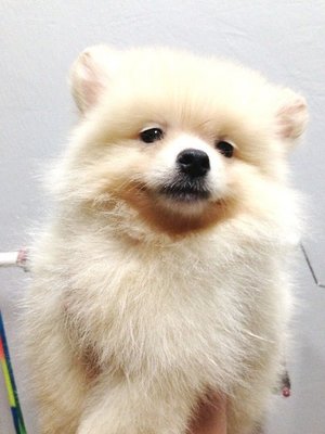 mini white pomeranian pomeranian puppies sold 5 years 1 month mini white pomeranian for sale from klang mini white pomeranian pomeranian puppies sold 5 years 1 month mini white pomeranian for sale from klang