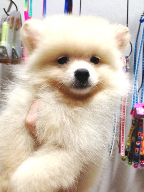 mini white pomeranian for sale 2 mini pomeranian white and orange stambum and car interior design mini white pomeranian for sale 2 mini pomeranian white and orange stambum and car interior design