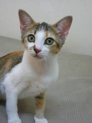 Smooch - Domestic Short Hair Cat