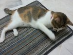 Smooch - Domestic Short Hair Cat