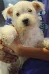West Highland Terrier - West Highland White Terrier Westie Dog