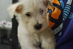West Highland Terrier - West Highland White Terrier Westie Dog