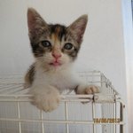 Isabel - Calico + Domestic Medium Hair Cat