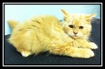 Maine Coon Mix Persian Ginger - Persian + Maine Coon Cat
