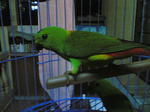 Chip - Parakeet Bird