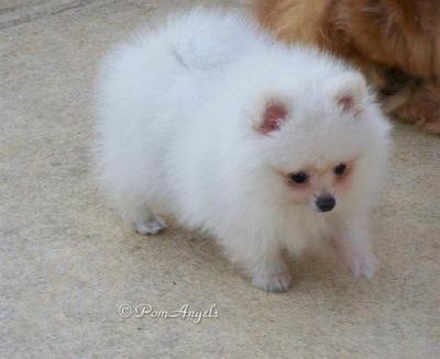 pomeranian small breed rescue pomeranian and small breed rescue petfinder design bild pomeranian small breed rescue pomeranian and small breed rescue petfinder design bild