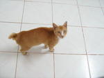Mia - Domestic Short Hair Cat