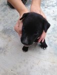 Puppy For Adoption - Mixed Breed Dog