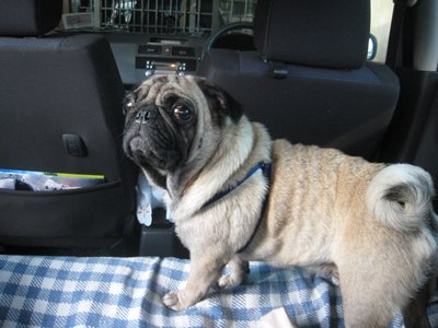 Beemer - Pug Dog