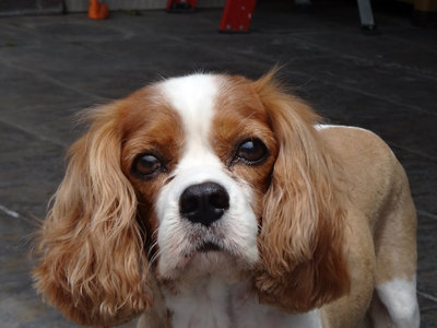 Dog To Adopt In Clarington Ontario Dog To Adopt In Clarington Ontario