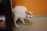Bel - Domestic Short Hair Cat