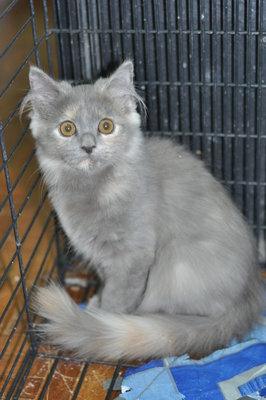 Cici - Maine Coon + Domestic Long Hair Cat