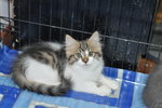 Boy - Maine Coon + Domestic Long Hair Cat