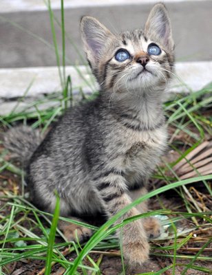 Snuggletoes - Tabby + Domestic Short Hair Cat