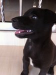 Little Blacky - Mixed Breed Dog