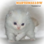 Marshmarrow -long Hair Curl/bobtail - American Curl Cat