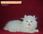 Marshmarrow -long Hair Curl/bobtail - American Curl Cat
