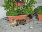 Aslan - Maine Coon + Persian Cat