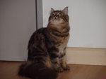 Kembang - Maine Coon + Persian Cat