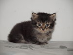 Black - Maine Coon + Persian Cat