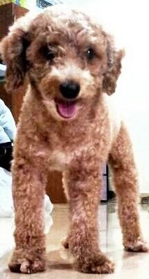 Benben - Poodle Dog