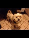 Peluchin  - Lhasa Apso + Terrier Dog