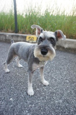 Gabby - Schnauzer Dog