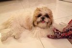 Pepper - Shih Tzu Dog