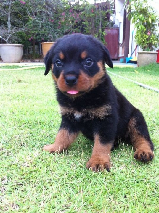 newborn rottweiler puppies rottweiler puppies sold 4 years 10 months high breed rottweiller new born from newborn rottweiler puppies rottweiler puppies sold 4 years 10 months high breed rottweiller new born from