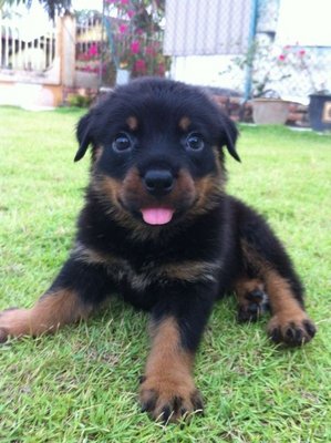 newborn rottweiler puppies rottweiler puppies sold 4 years 10 months high breed rottweiller new born from newborn rottweiler puppies rottweiler puppies sold 4 years 10 months high breed rottweiller new born from