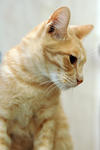 Thomas Bleach - Domestic Short Hair Cat