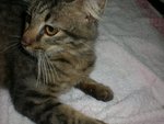 Amy - Domestic Medium Hair Cat