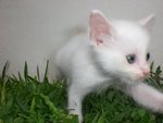 Chezzy - Domestic Medium Hair Cat