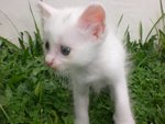 Chezzy - Domestic Medium Hair Cat