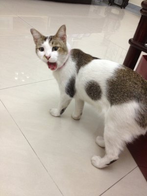 Miao Miao - Domestic Short Hair Cat